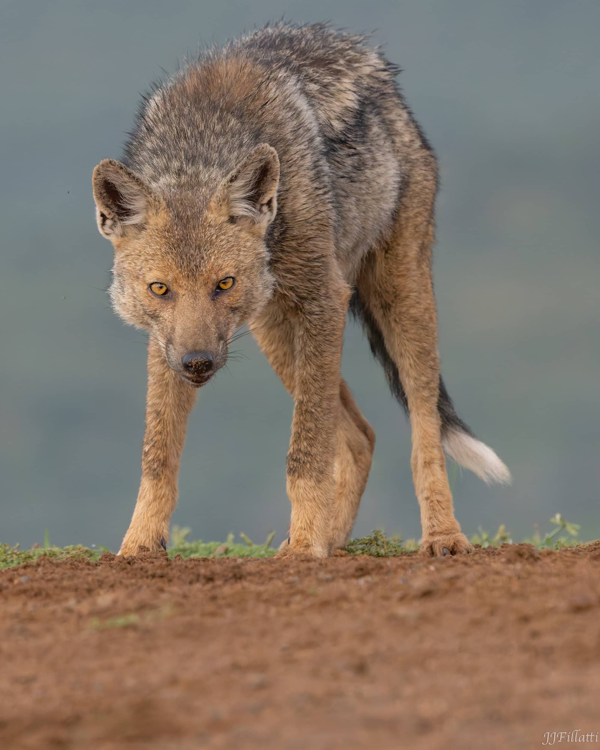 wildlife of Zimanga image 69